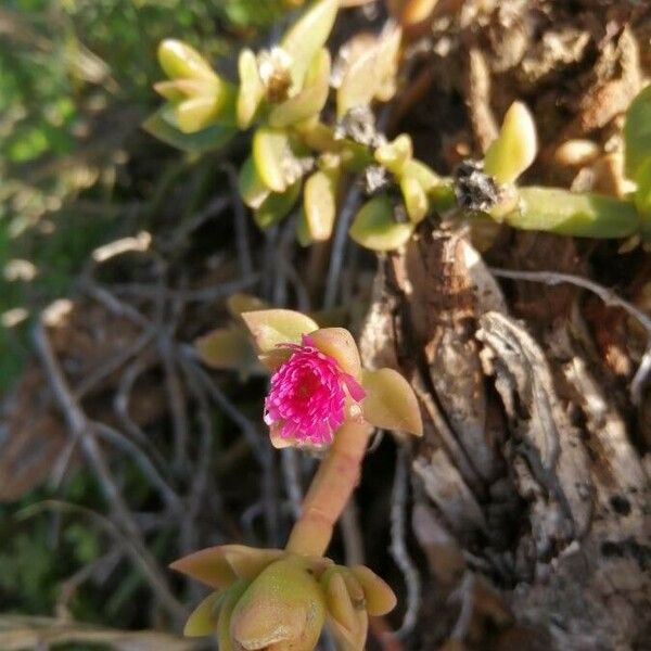 Aptenia cordifolia Цвят