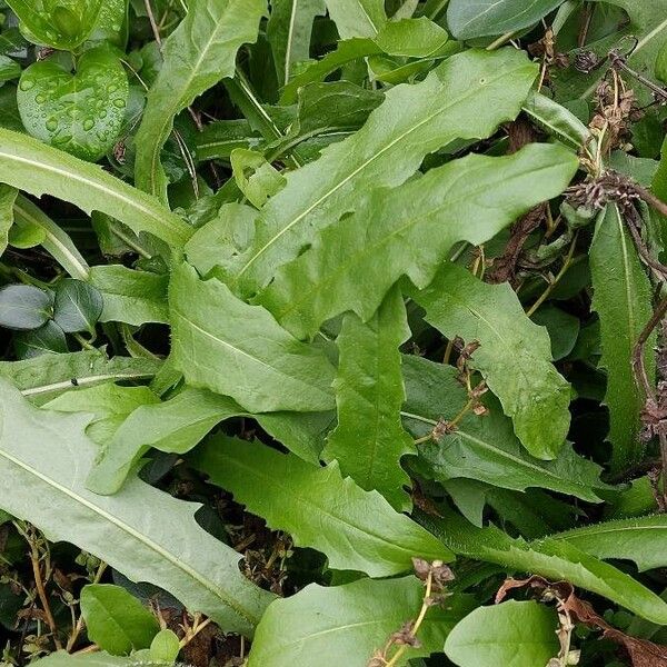 Picris hieracioides Blad