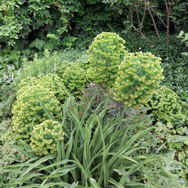 Euphorbia × martini Hàbitat