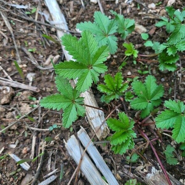 Potentilla anglica 叶