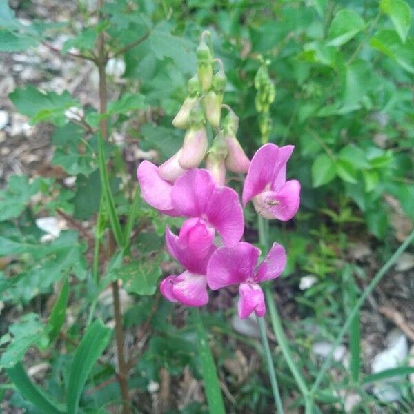 Lathyrus heterophyllus Lorea