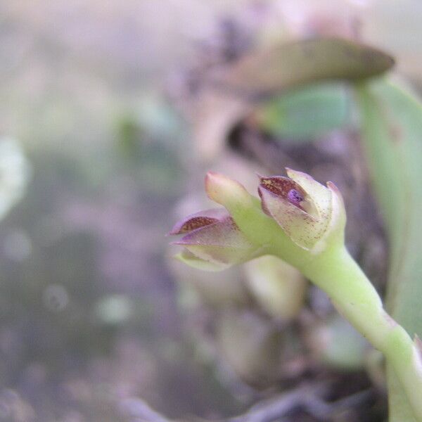 Bulbophyllum carnosisepalum Blomma