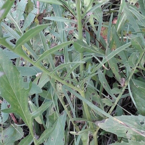 Centaurea scabiosa Leaf