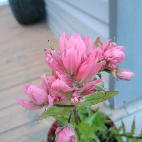 Castilleja parviflora 花