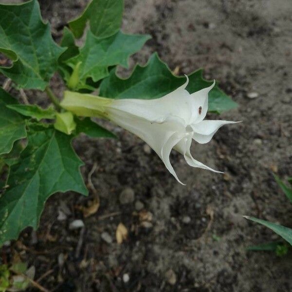 Datura stramonium फूल