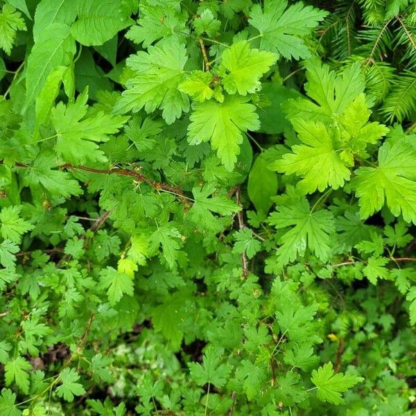 Ribes lacustre Leaf