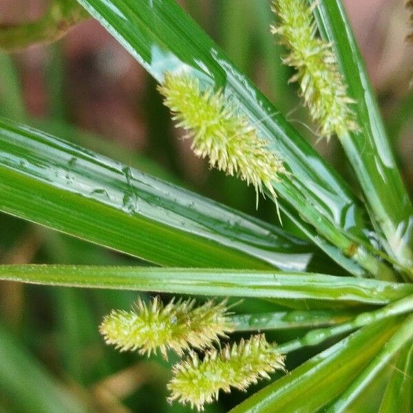 Cyperus alopecuroides Flors