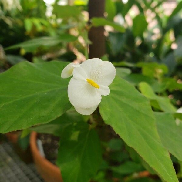 Begonia undulata Květ