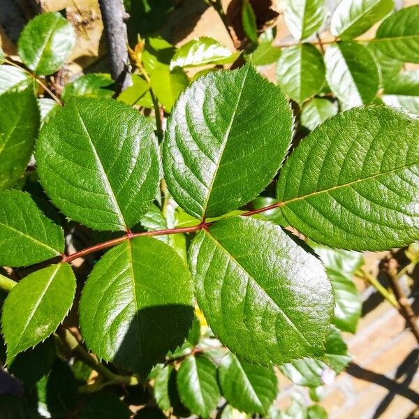 Rosa chinensis Leaf