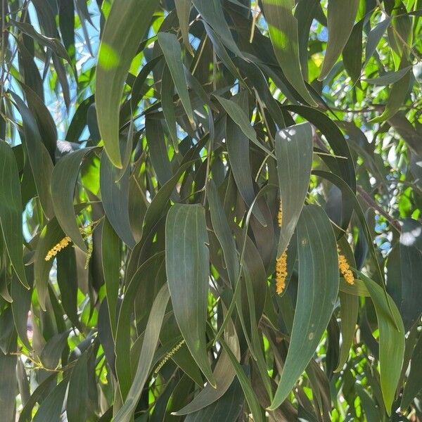 Acacia auriculiformis Leaf