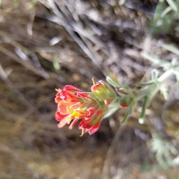 Castilleja arachnoidea 花