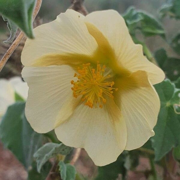 Abutilon grandiflorum Flor