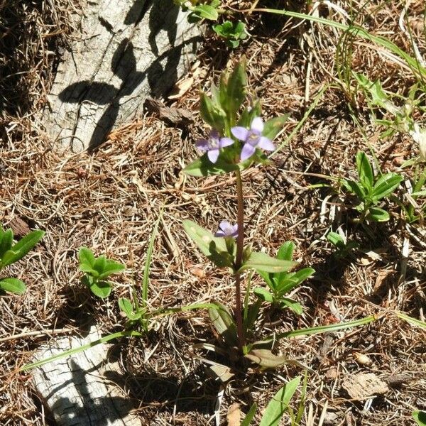 Gentianella amarella Bloem