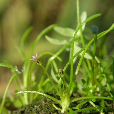 Limosella aquatica Habit