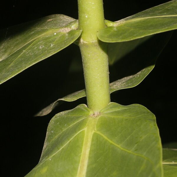 Calotropis procera Lubje