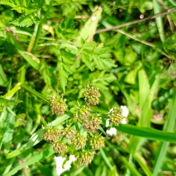 Oenanthe javanica Fruit