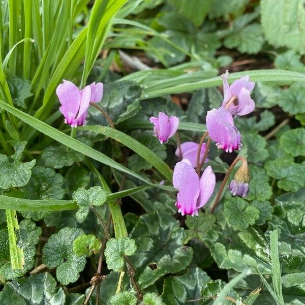 Cyclamen hederifolium Flor