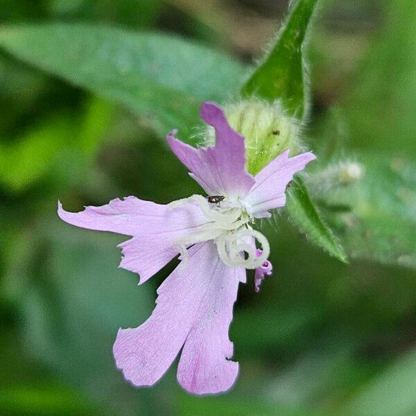 Silene noctiflora Kvet