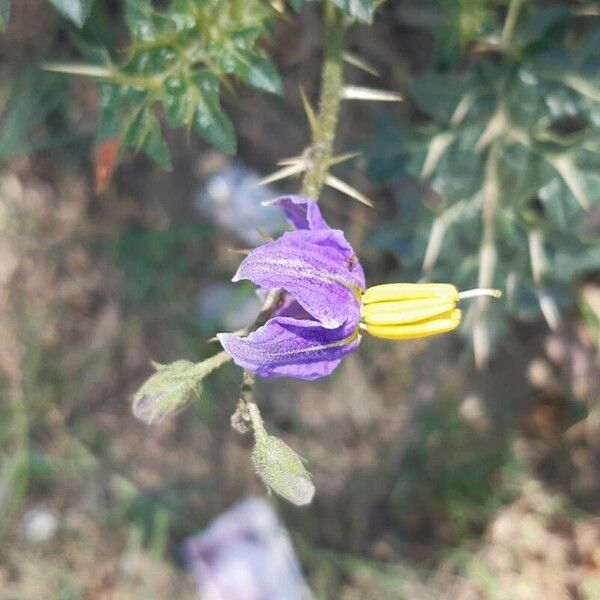 Solanum virginianum Blomma