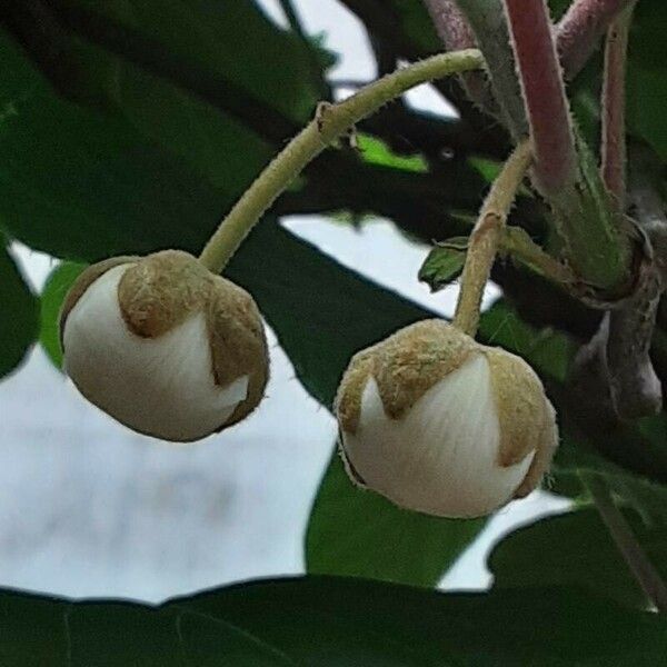 Actinidia chinensis Floro