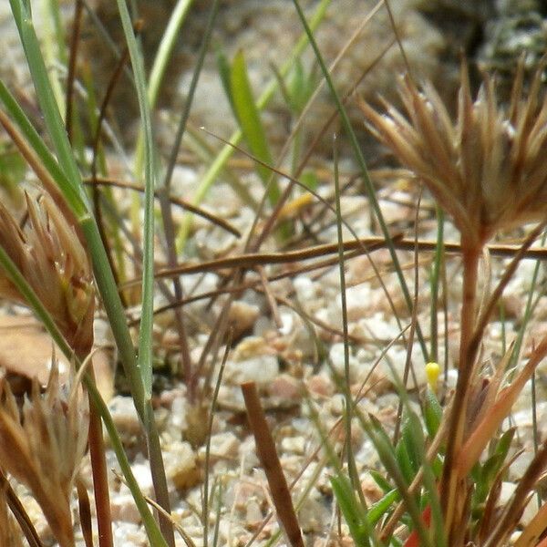 Juncus hybridus ফুল