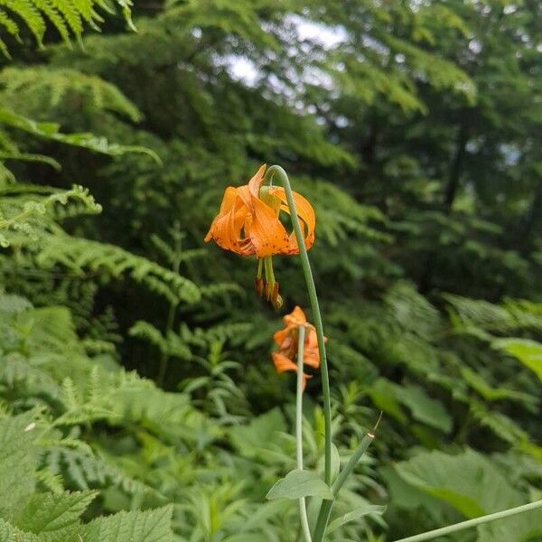 Lilium columbianum Flower