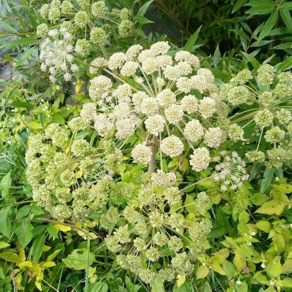 Angelica sylvestris Цвят