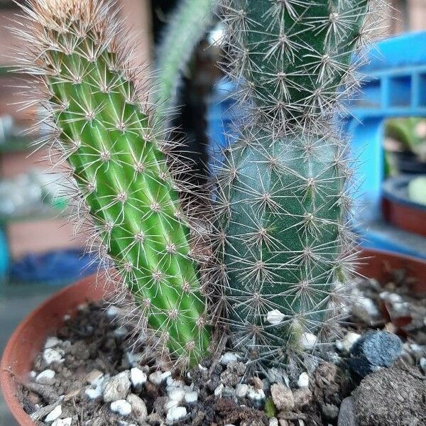 Echinocereus engelmannii Blatt