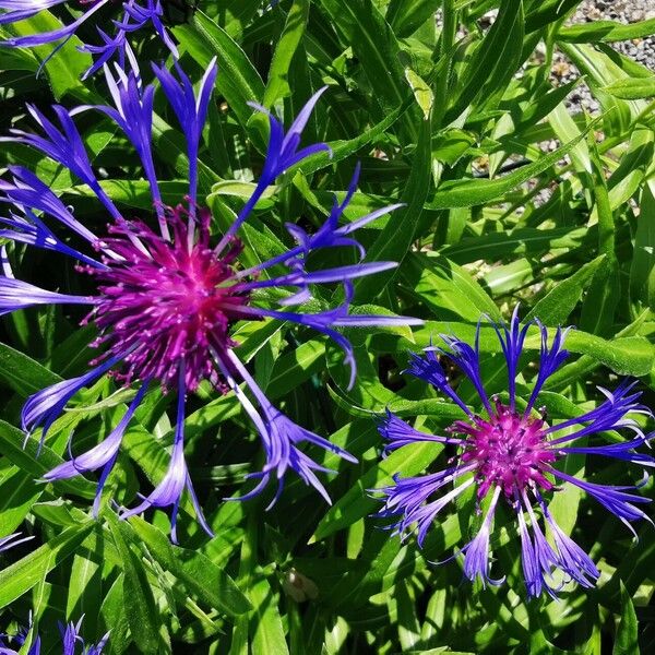 Centaurea montana Flower