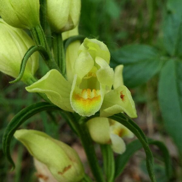 Cephalanthera damasonium Квітка