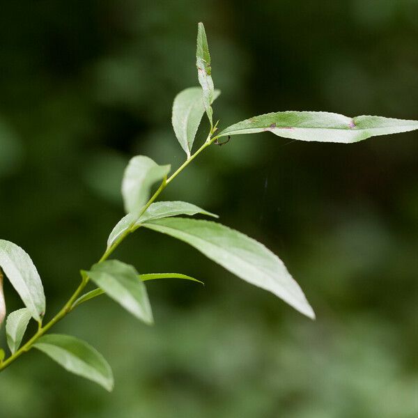 Salix × fragilis Hoja