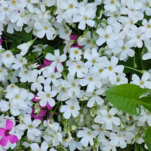 Oxalis incarnata Flower