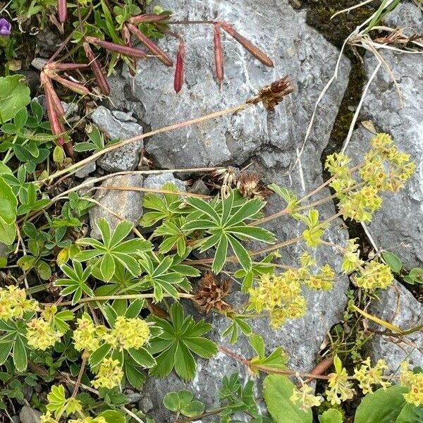 Alchemilla alpigena Blomst