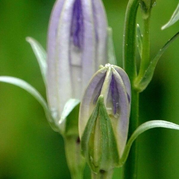 Campanula persicifolia Egyéb