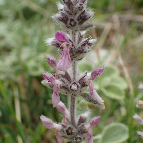 Stachys cretica 花