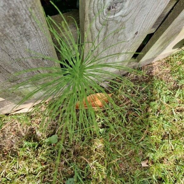 Equisetum sylvaticum ഇല