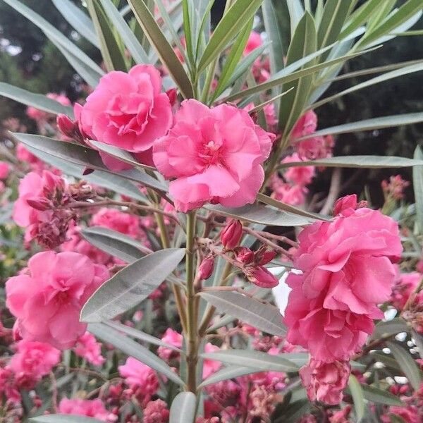 Nerium oleander Flor