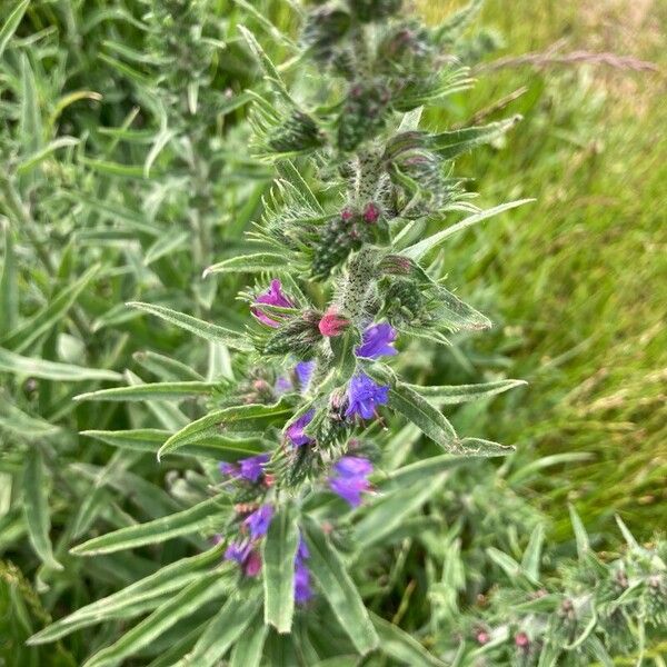 Echium vulgare Ліст