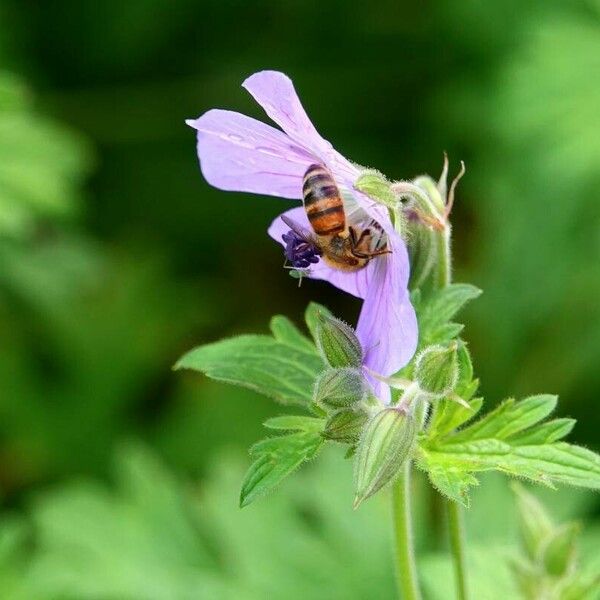 Geranium pratense Fuelha