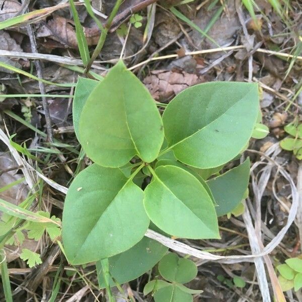 Syringa vulgaris Leaf