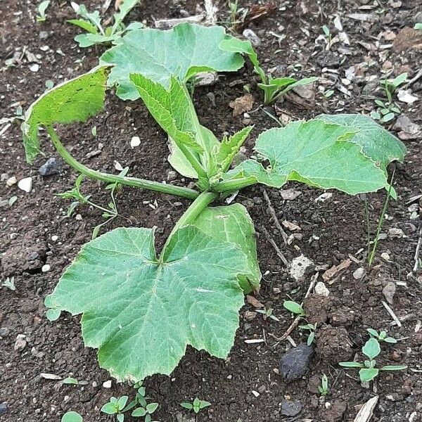 Cucurbita pepo Blatt