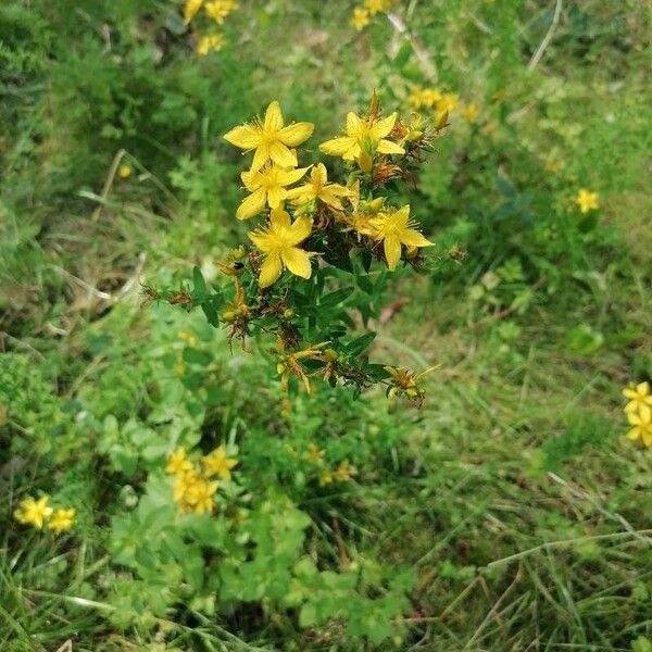 Hypericum perforatum Fiore