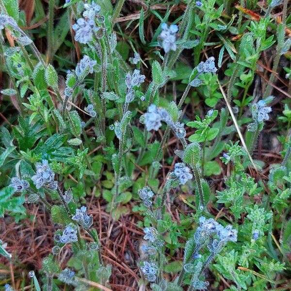 Myosotis stricta Hoja