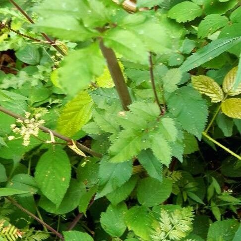 Angelica sylvestris पत्ता