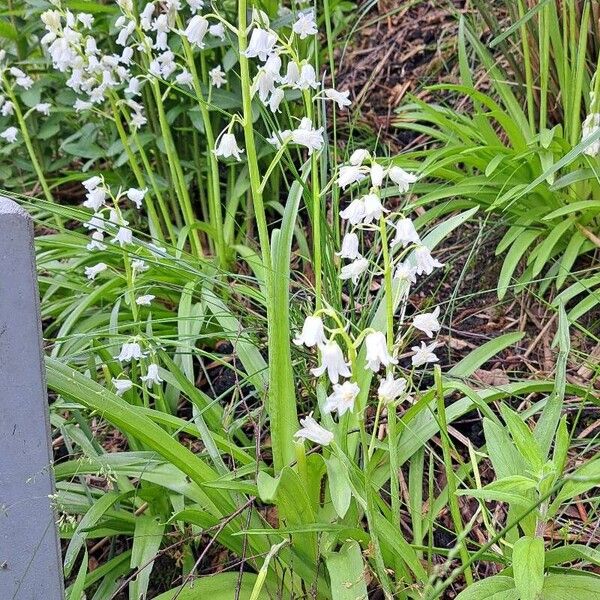 Hyacinthoides hispanica Costuma