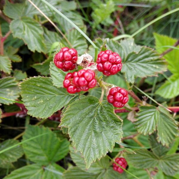 Rubus divaricatus (Red-stemmed bramble)