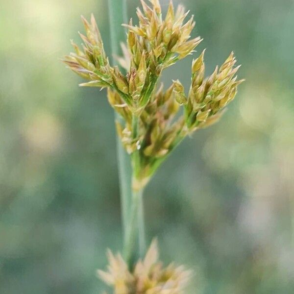 Juncus inflexus Virág