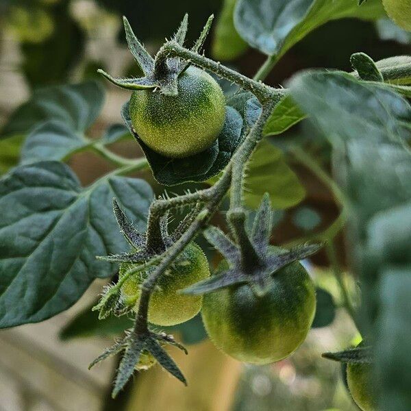 Solanum lycopersicum फल