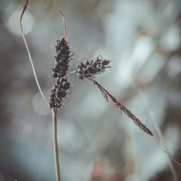 Carex nigra ഇല