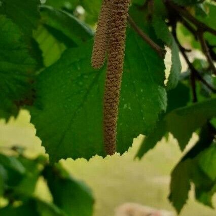 Corylus avellana Çiçek